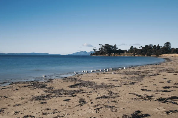 Plage du Jubilé dans la ville de Swansea, Tasmanie . — Photo