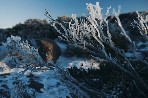 Na szczycie Mount Wellington w Hobart, Tasmania w ciągu dnia. — Zdjęcie stockowe