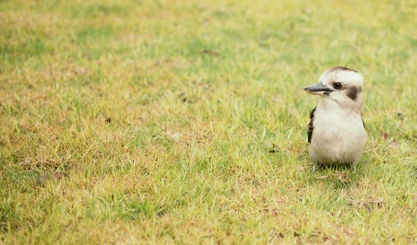 Kookaburra close up outside during the day. — Stock Photo, Image