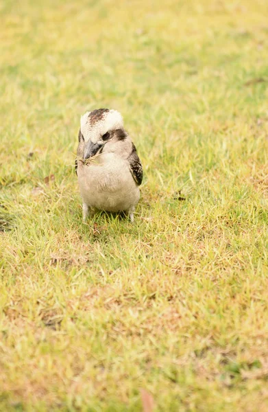 Kookaburra fechar lá fora durante o dia . — Fotografia de Stock