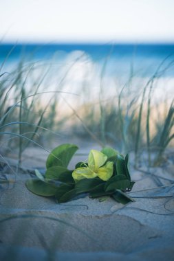 Noosa, Sunshine Coast, güneş plaj