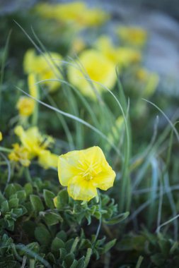 Noosa, Sunshine Coast, güneş plaj