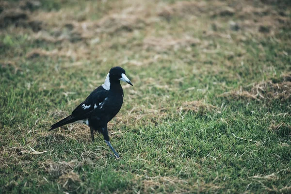 Australische ekster buiten — Stockfoto