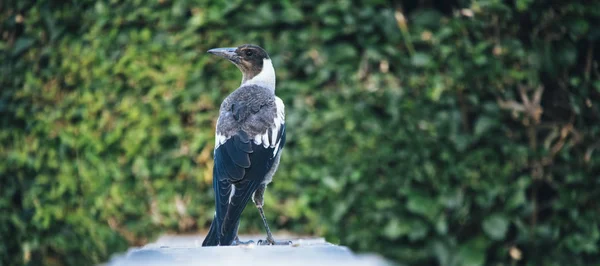 Australian magpie ao ar livre — Fotografia de Stock