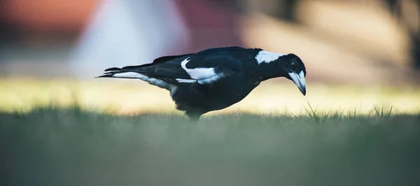 Pie australienne en plein air — Photo