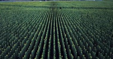 Ayçiçeği Nobby, Toowoomba bölge, Queensland öğleden sonra bir alanı arasında.