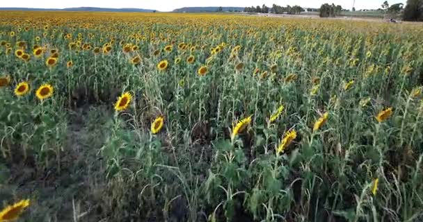 Sonnenblumen Auf Einem Feld Nachmittag Nobby Toowoomba Region Queensland — Stockvideo