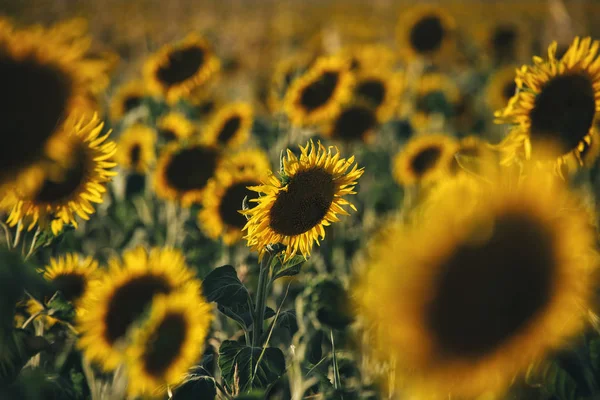 Girassóis em um campo de tarde . — Fotografia de Stock