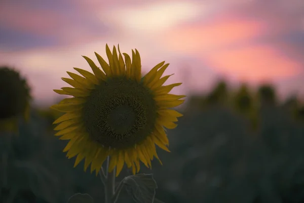 Girassóis em um campo de tarde . — Fotografia de Stock