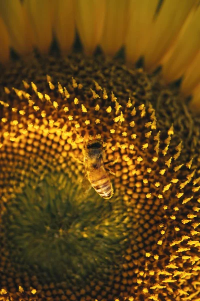 Öğleden sonra bir alanda ayçiçeği. — Stok fotoğraf