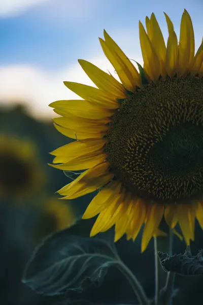 Girassóis em um campo de tarde . — Fotografia de Stock