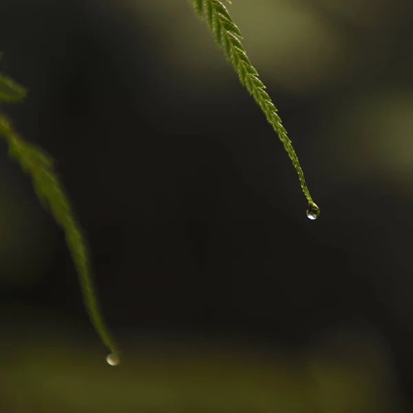 Close Van Een Varens Met Een Enkel Water Droplet — Stockfoto