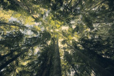 Ağaçlar Mapleton Falls Milli Parkı yağmur ormanlarında, Glass House Mo