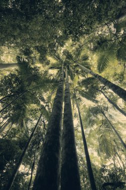 Ağaçlar Mapleton Falls Milli Parkı yağmur ormanlarında, Glass House Mo