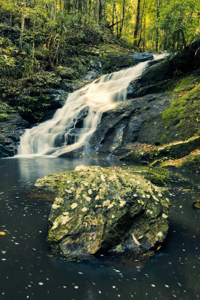 Kondalilla faller i Kondalilla Falls National Park. — Stockfoto