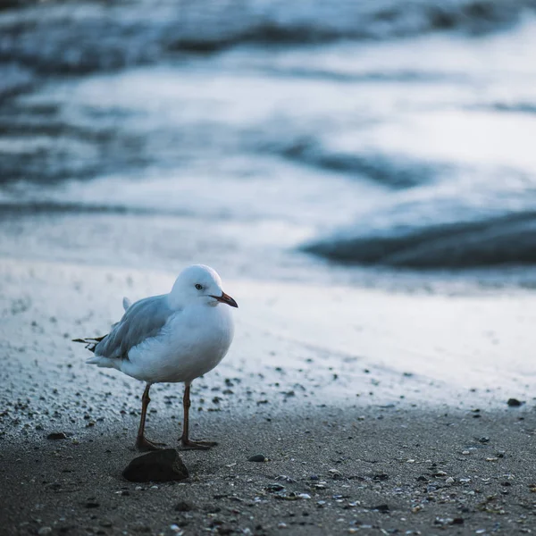 Seagull on the beach. — Stock Photo, Image