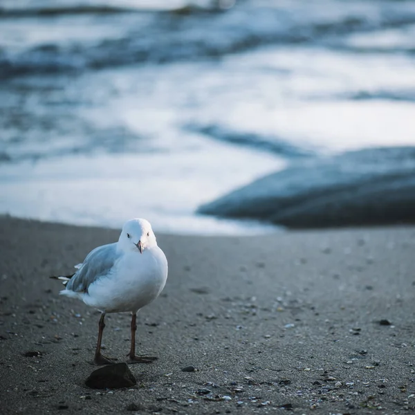 Gaivota na praia. — Fotografia de Stock