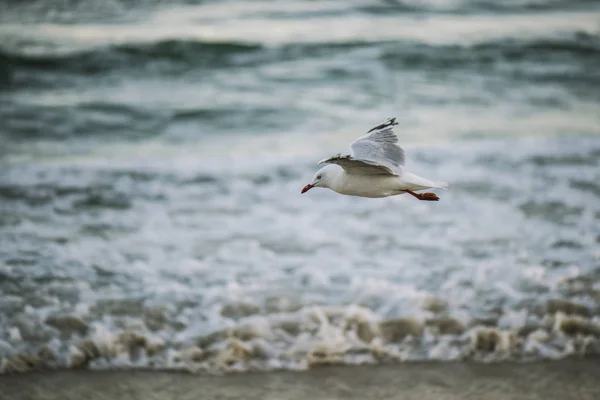 Meeuw op het strand. — Stockfoto