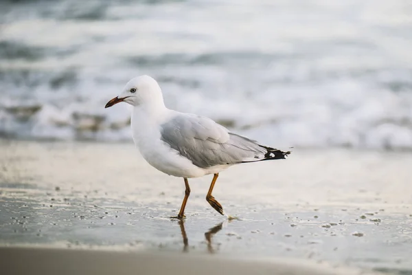 Meeuw op het strand. — Stockfoto