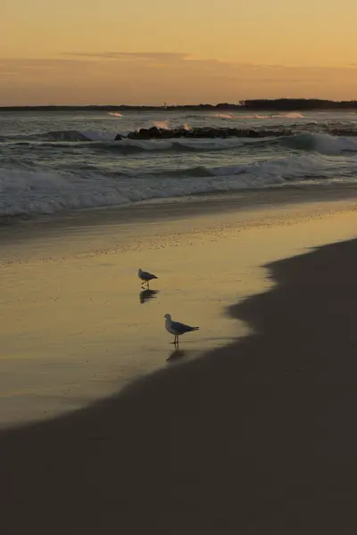 Meeuwen op het strand. — Stockfoto