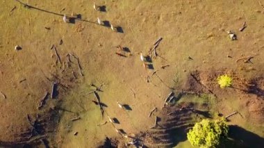 Avustralya sığır sürüsü havadan görünümü ülke çiftlikte.