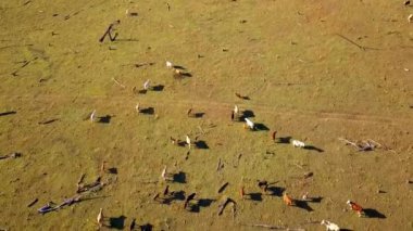 Avustralya sığır sürüsü havadan görünümü ülke çiftlikte.