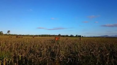 Avustralya sığır sürüsü havadan görünümü ülke çiftlikte.