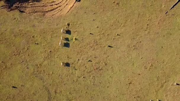 Vista Aérea Del Rebaño Ganado Australiano Granja Rural — Vídeo de stock