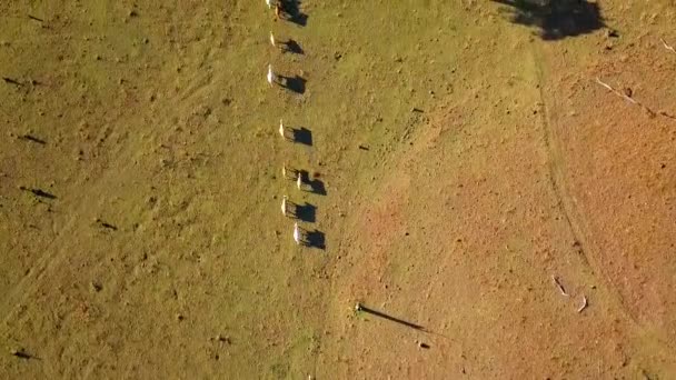 Vista Aérea Del Rebaño Ganado Australiano Granja Rural — Vídeos de Stock