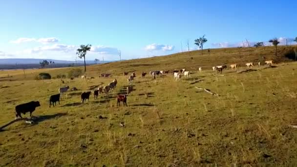 Vue aérienne du troupeau de bovins australiens sur la ferme de campagne .