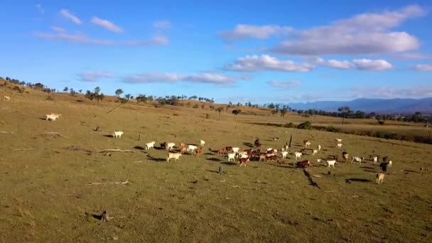 Αεροφωτογραφία Της Αγέλης Αυστραλιανή Cattle Στο Αγρόκτημα Χώρας — Αρχείο Βίντεο