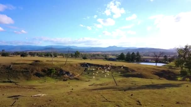 Vista Aérea Del Rebaño Ganado Australiano Granja Rural — Vídeo de stock