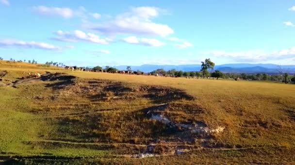 原牧場のオーストラリア牛の群れの空中写真 — ストック動画