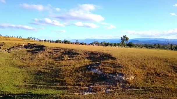 Vue Aérienne Troupeau Bovins Australiens Sur Ferme Campagne — Video