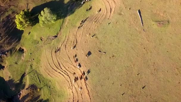 Avustralya Sığır Sürüsü Havadan Görünümü Ülke Çiftlikte — Stok video