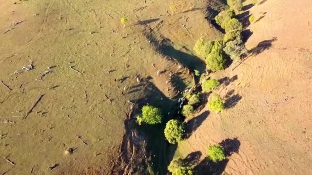 Vista Aérea Rebanho Gado Australiano Fazenda País — Vídeo de Stock