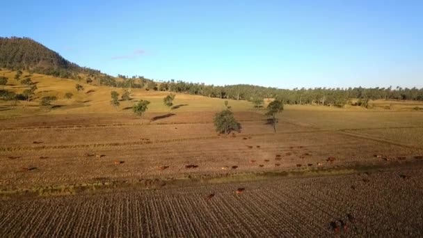 Vista Aérea Del Rebaño Ganado Australiano Granja Rural — Vídeos de Stock