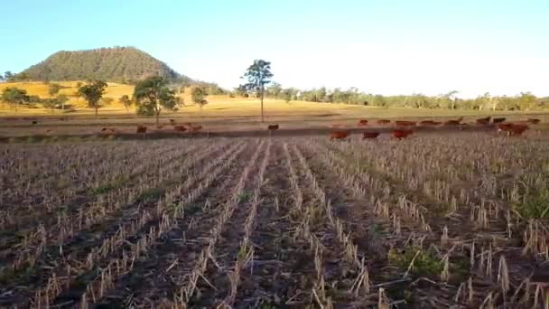 澳大利亚牛群在乡下农场的鸟瞰图 — 图库视频影像