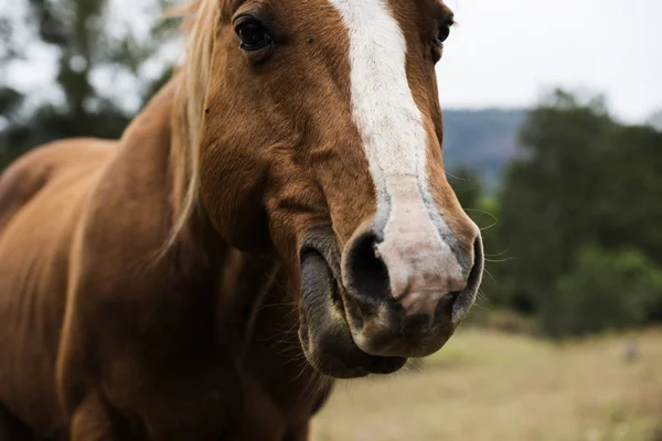 Ausztrál a karámban ló — Stock Fotó