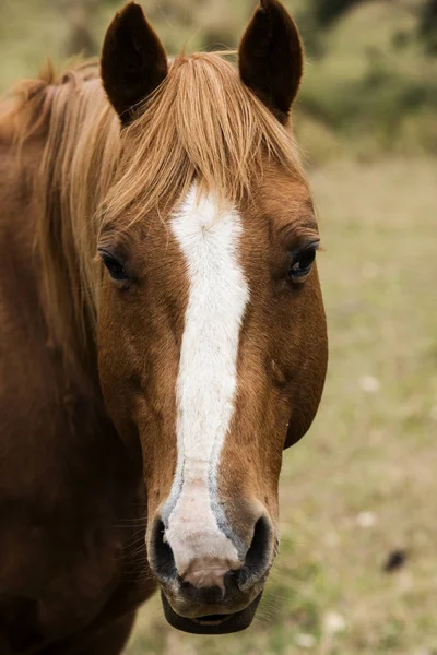 Cavalo australiano na paddock — Fotografia de Stock