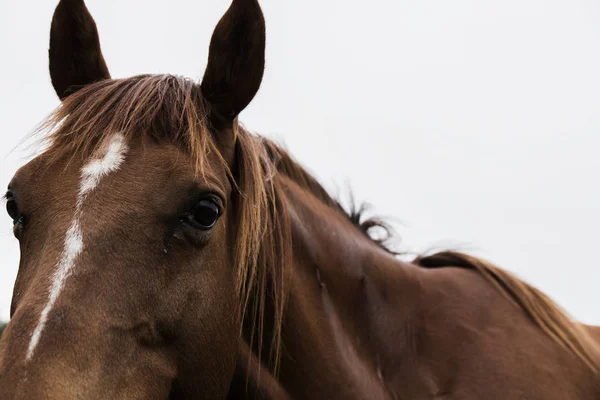 Koně ve výběhu — Stock fotografie