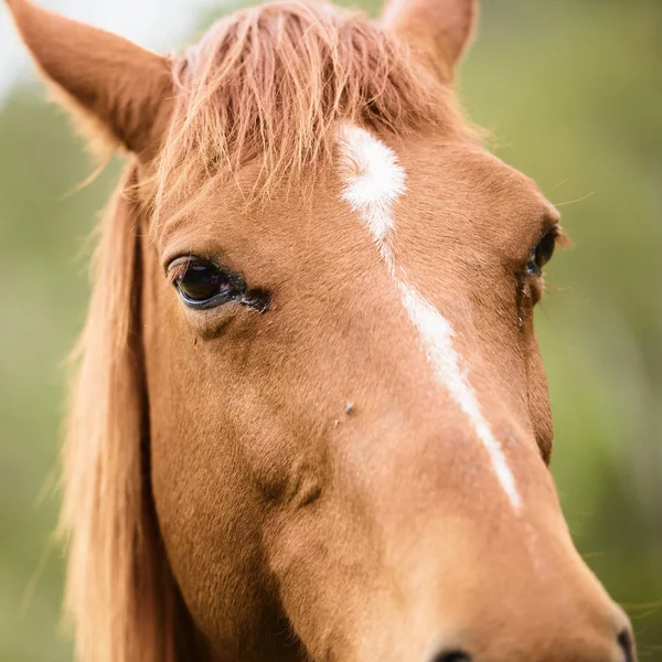 Koně ve výběhu — Stock fotografie