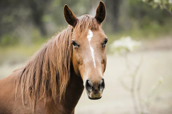 Australijski konie na padoku — Zdjęcie stockowe