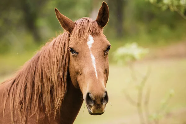 Австралійський коні в паддоках — стокове фото