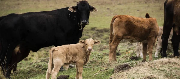 Australian cows — Stock Photo, Image