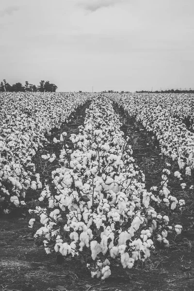 Campo de algodón en el campo . — Foto de Stock