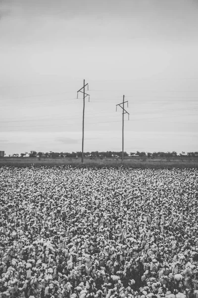 Cotton field in the countryside. — Stock Photo, Image