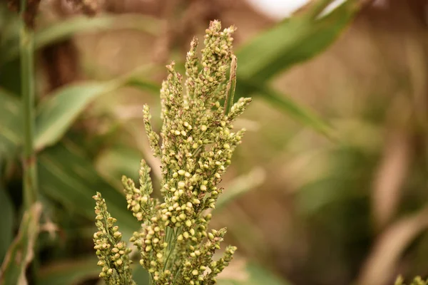 Field of Australian sorghum. — Stock Photo, Image
