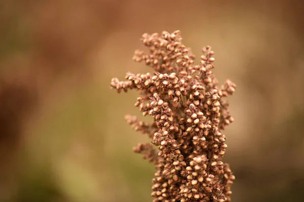 Campo del sorgo australiano . —  Fotos de Stock