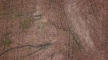 Avustralya sorgum sırasında gün zaman alan.